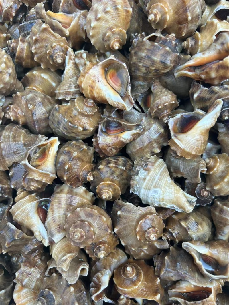 网红大海螺