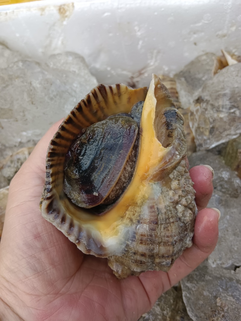 网红大海螺