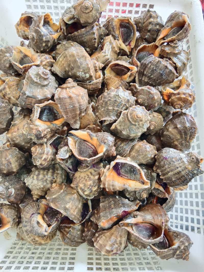 网红大海螺