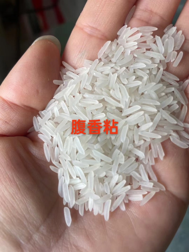 大米丰良优23年10万吨有检测报告样品免费