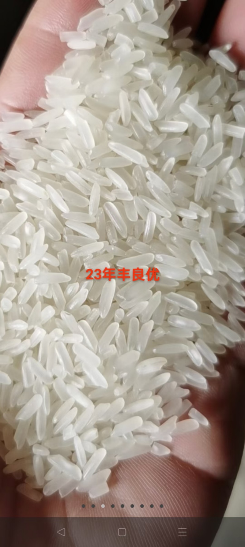 大米丰良优23年10万吨有检测报告样品免费