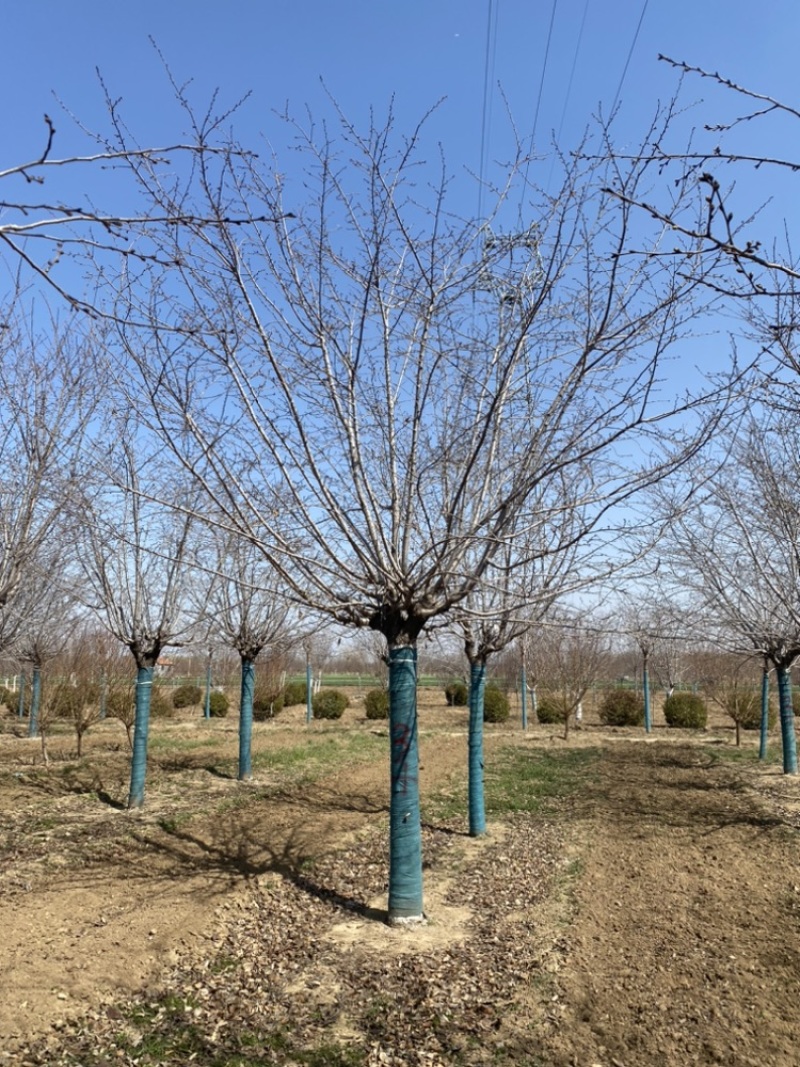 15公分高杆樱花