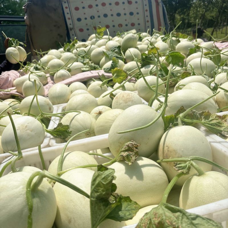 上海南汇玉菇，批发团购电商有保供资料