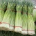 蒜苔白帽蒜薹产地直供一手货源品质保障欢迎咨询