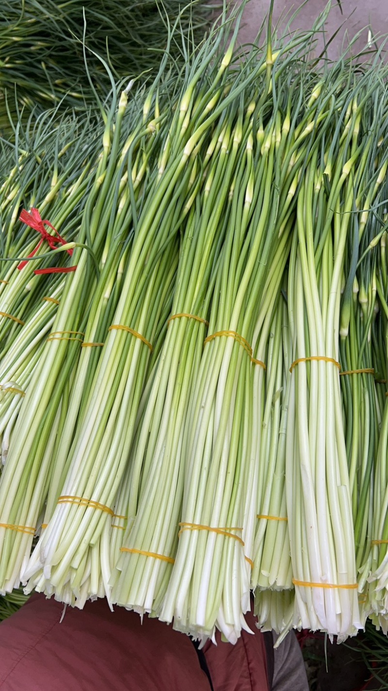蒜苔白帽蒜薹产地直供一手货源品质保障欢迎咨询