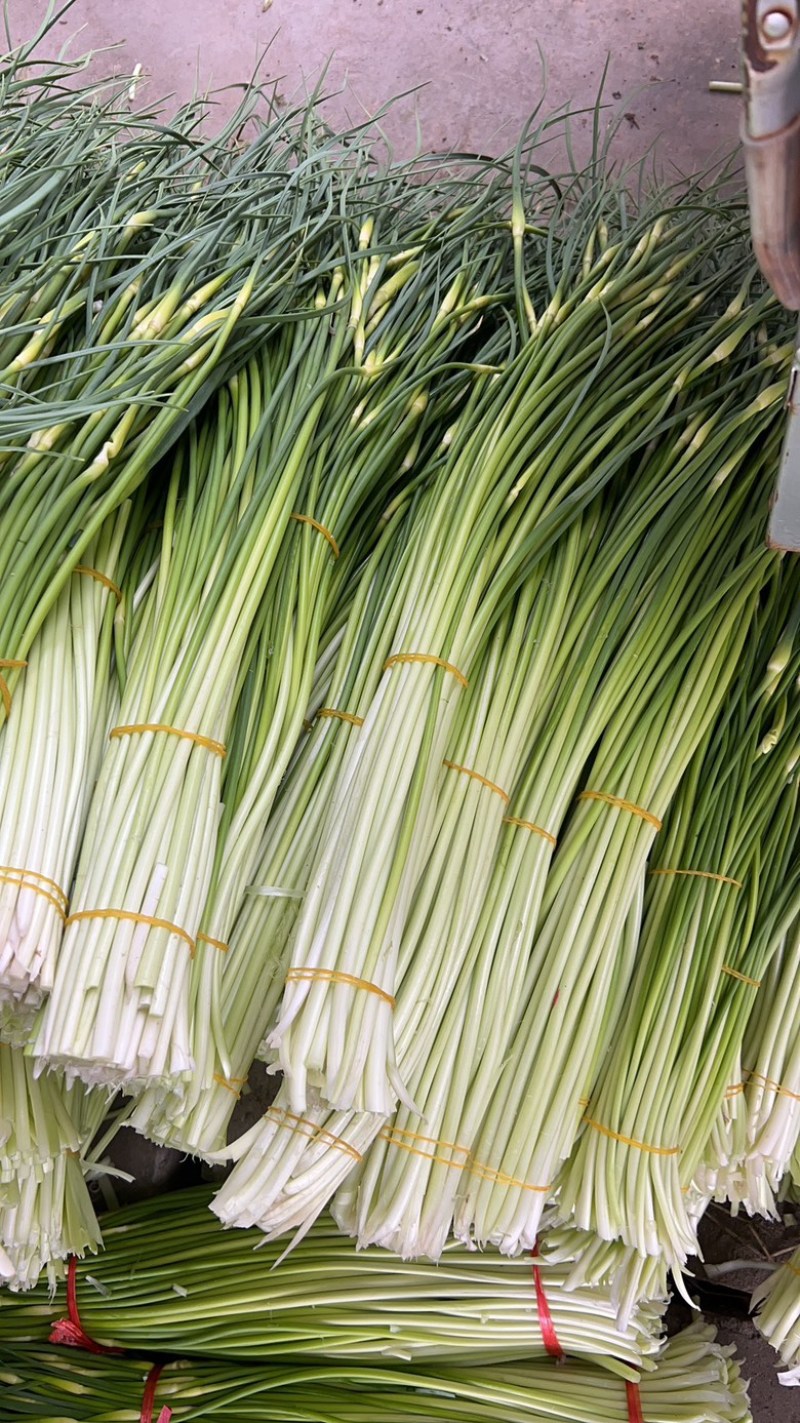 蒜苔白帽蒜薹产地直供一手货源品质保障欢迎咨询