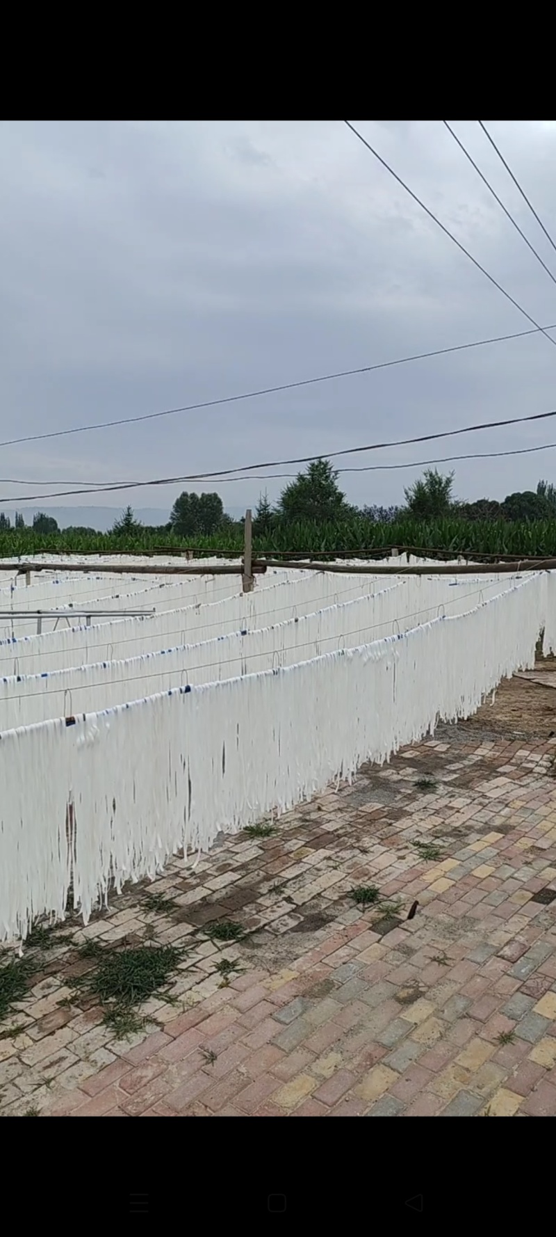 土豆粉条品质保证服务周到产地直发