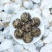 大雪山白茶古树白茶