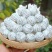 大雪山白茶古树白茶