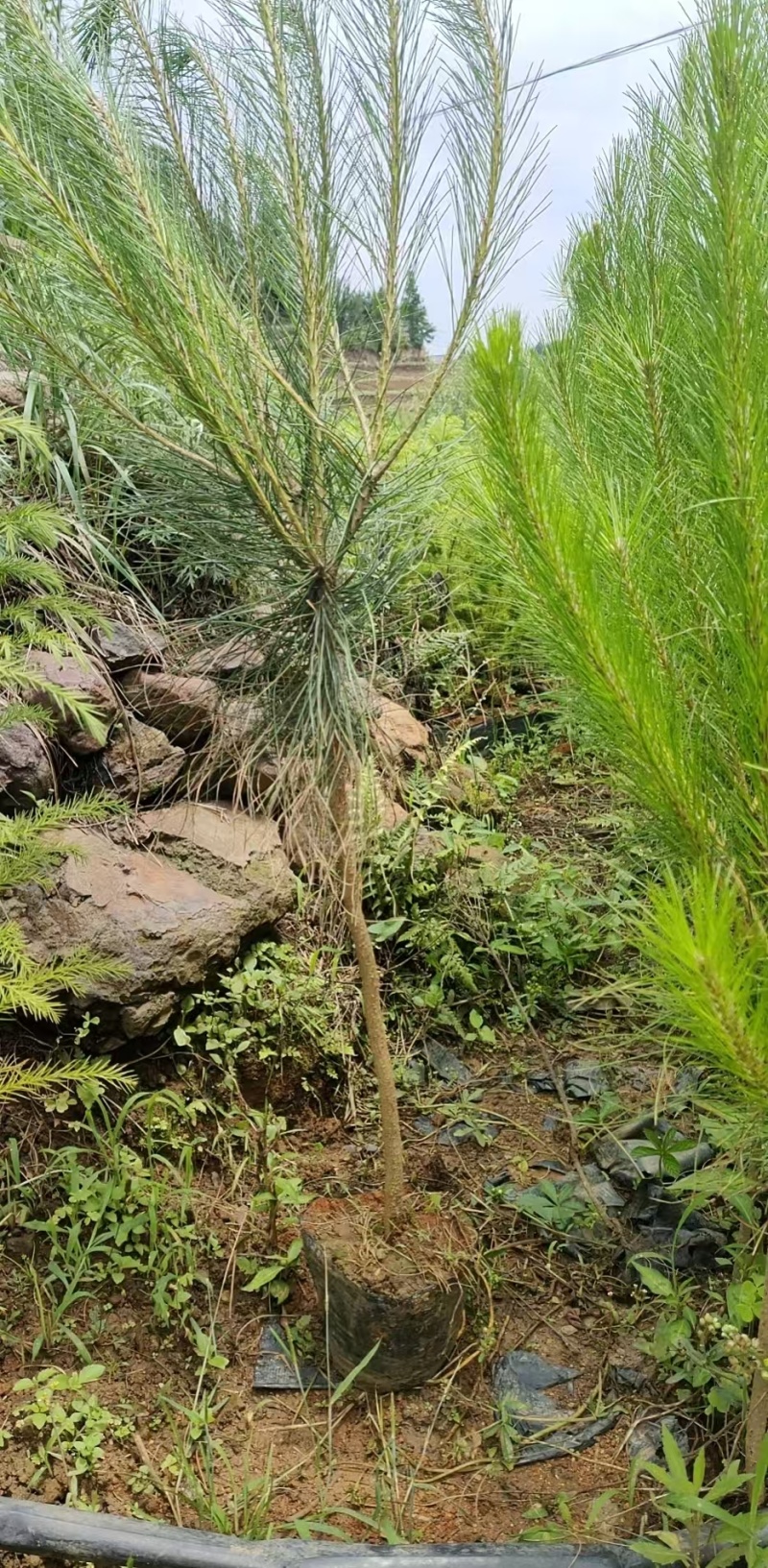 马尾松杯苗