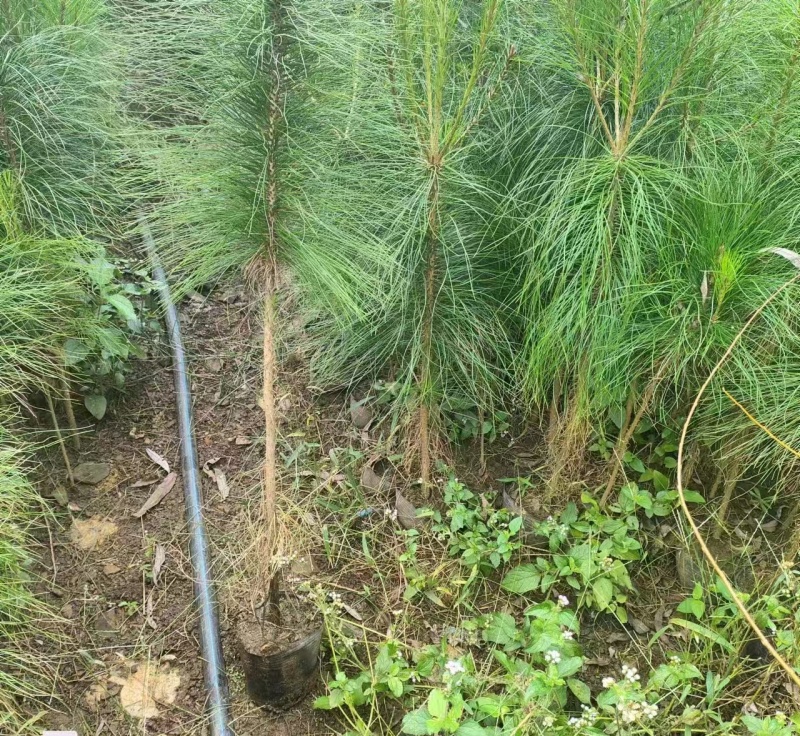 马尾松杯苗