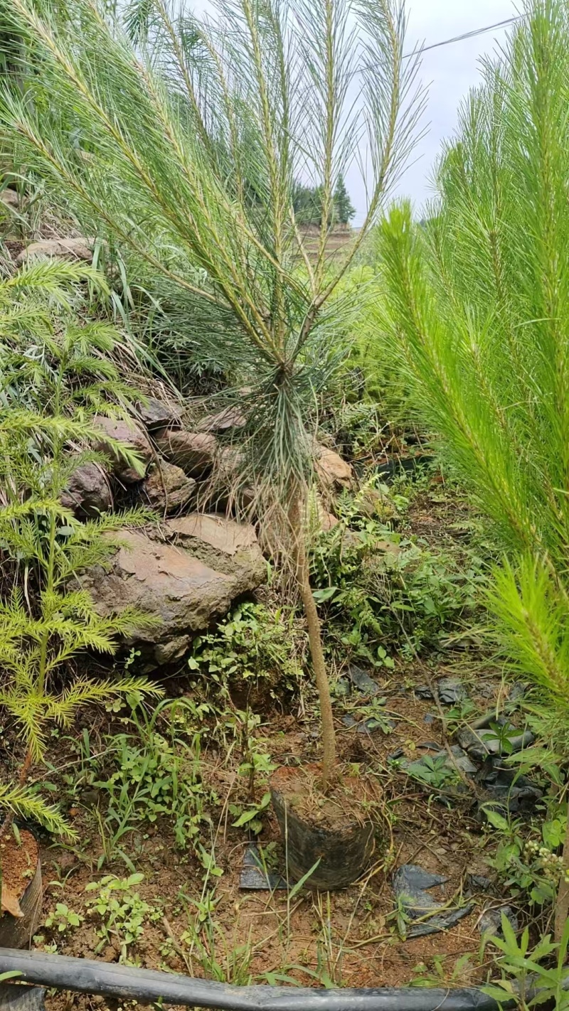 马尾松杯苗