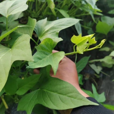 榴莲蜜薯红薯苗，榴莲金枕红薯苗紫美人紫薯红薯苗