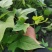 榴莲蜜薯红薯苗，榴莲金枕红薯苗紫美人紫薯红薯苗