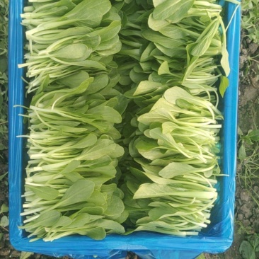 精品毛菜