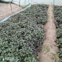 脱毒原种红薯苗白哈密糖稀蜜薯西瓜蜜榴莲蜜薯紫薯