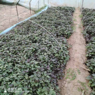脱毒原种红薯苗白哈密糖稀蜜薯西瓜蜜榴莲蜜薯紫薯