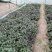 脱毒原种红薯苗白哈密糖稀蜜薯西瓜蜜榴莲蜜薯紫薯
