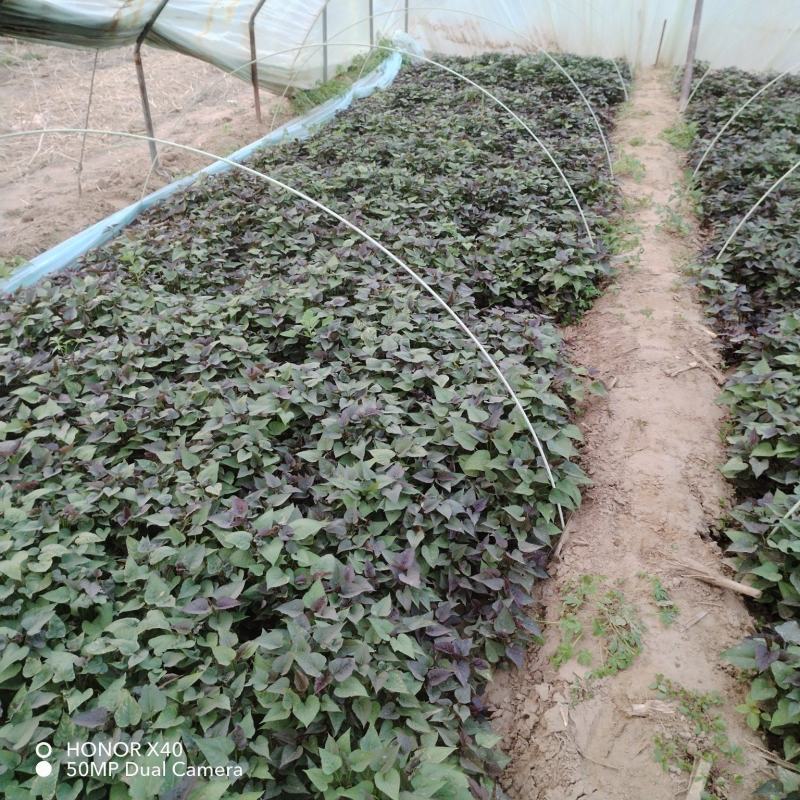 脱毒原种红薯苗白哈密糖稀蜜薯西瓜蜜榴莲蜜薯紫薯