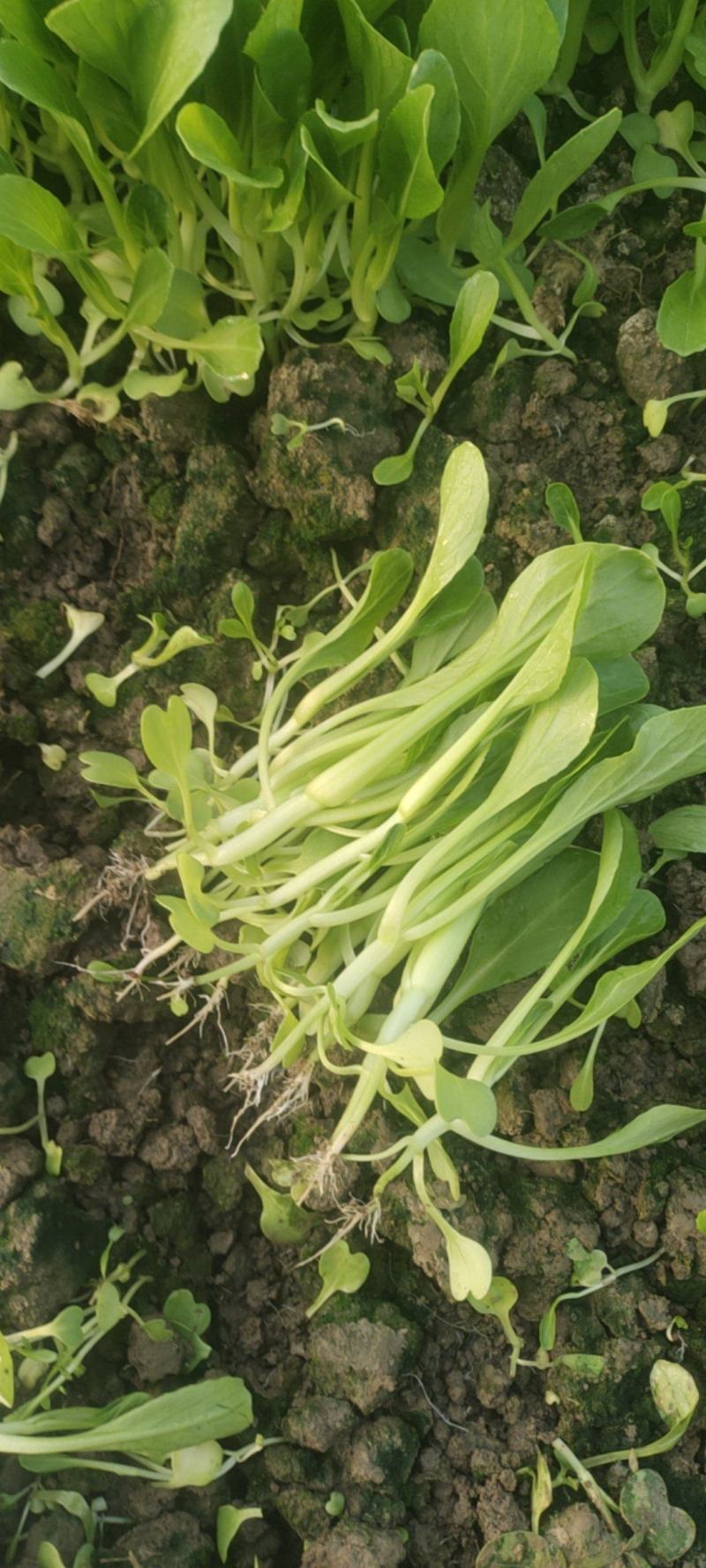 精品毛菜