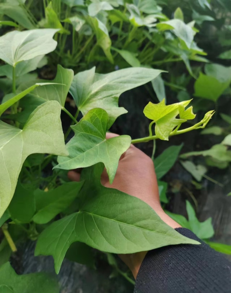 脱毒原种红薯苗白哈密糖稀蜜薯西瓜蜜榴莲蜜薯紫薯