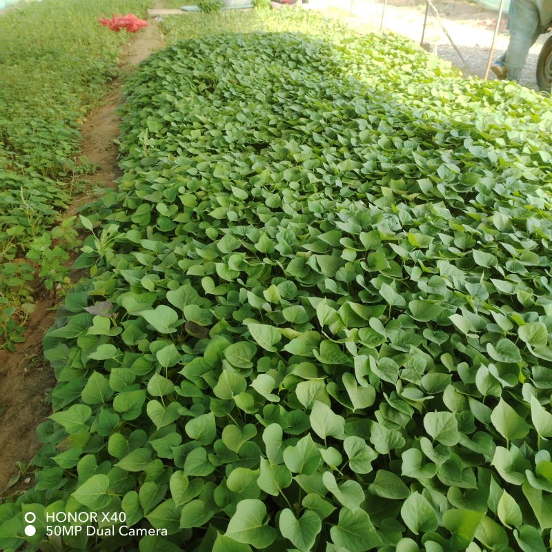 脱毒原种红薯苗白哈密糖稀蜜薯西瓜蜜榴莲蜜薯紫薯