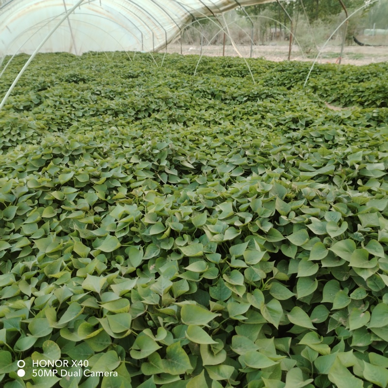 脱毒原种红薯苗白哈密糖稀蜜薯西瓜蜜榴莲蜜薯紫薯