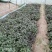 脱毒原种红薯苗白哈密糖稀蜜薯西瓜蜜榴莲蜜薯紫薯