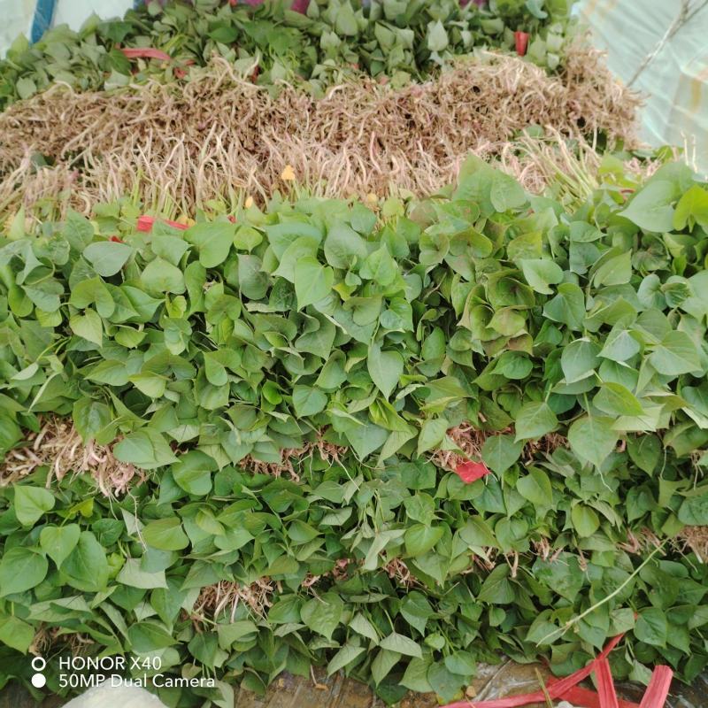 板栗薯红薯苗糖稀蜜薯苗，西瓜蜜榴莲蜜薯白哈密