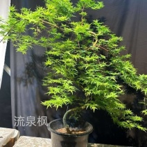 流泉枫造型盆栽网红日本枫树基地直销