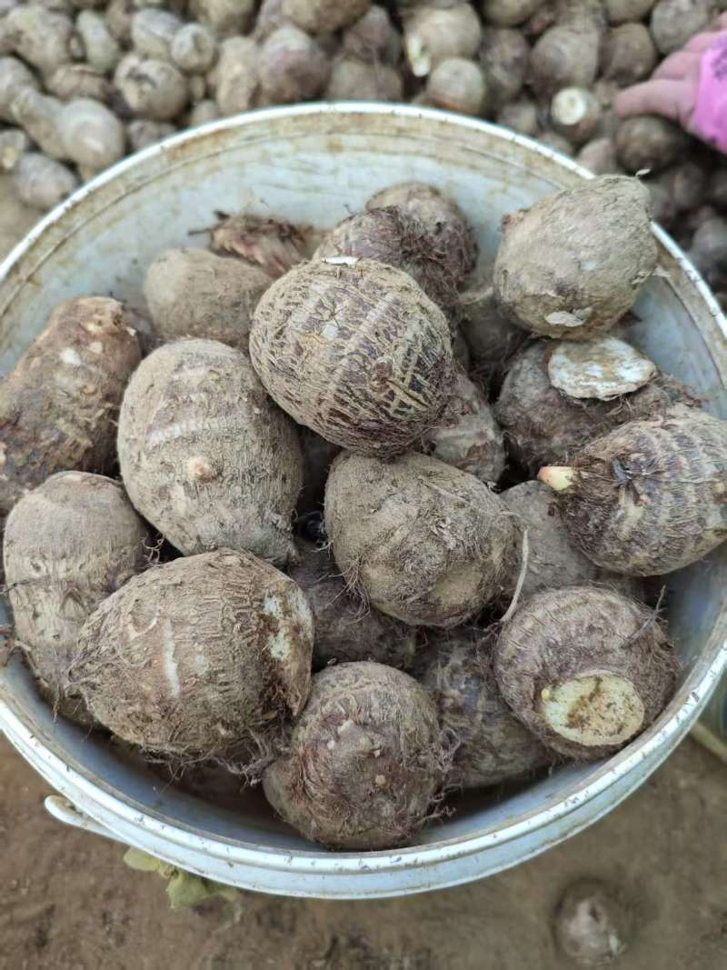 山东优质毛芋头产地直发大量有货，一手货源全国发货