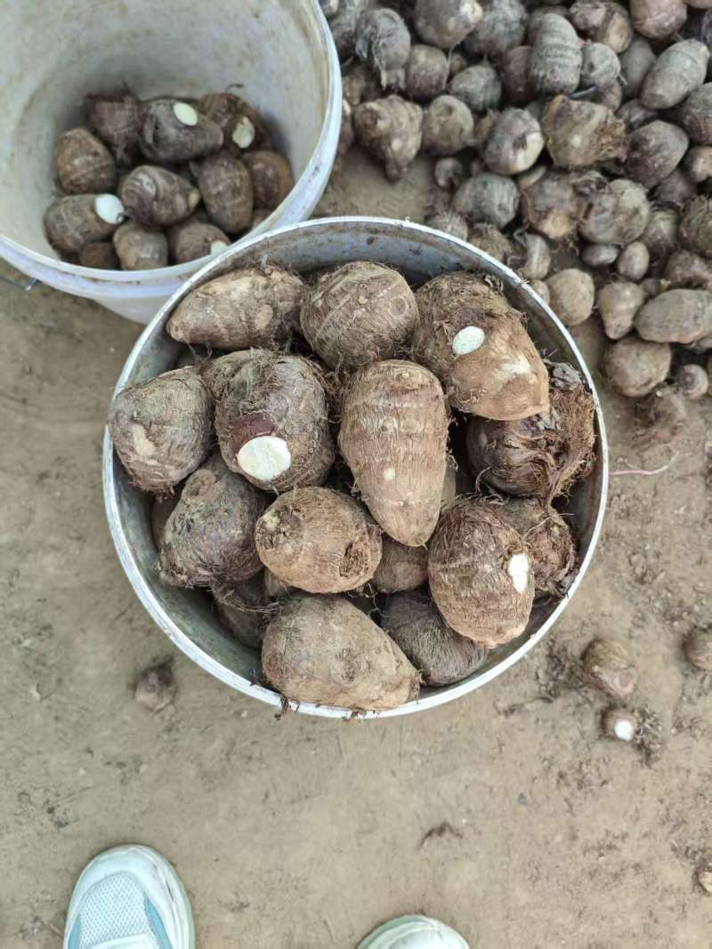 山东优质毛芋头产地直发大量有货，一手货源全国发货