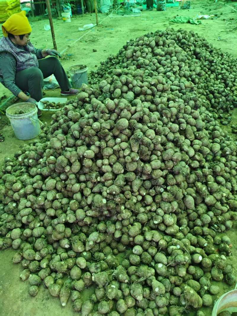 山东优质毛芋头产地直发大量有货，一手货源全国发货