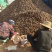 山东优质毛芋头产地直发大量有货，一手货源全国发货