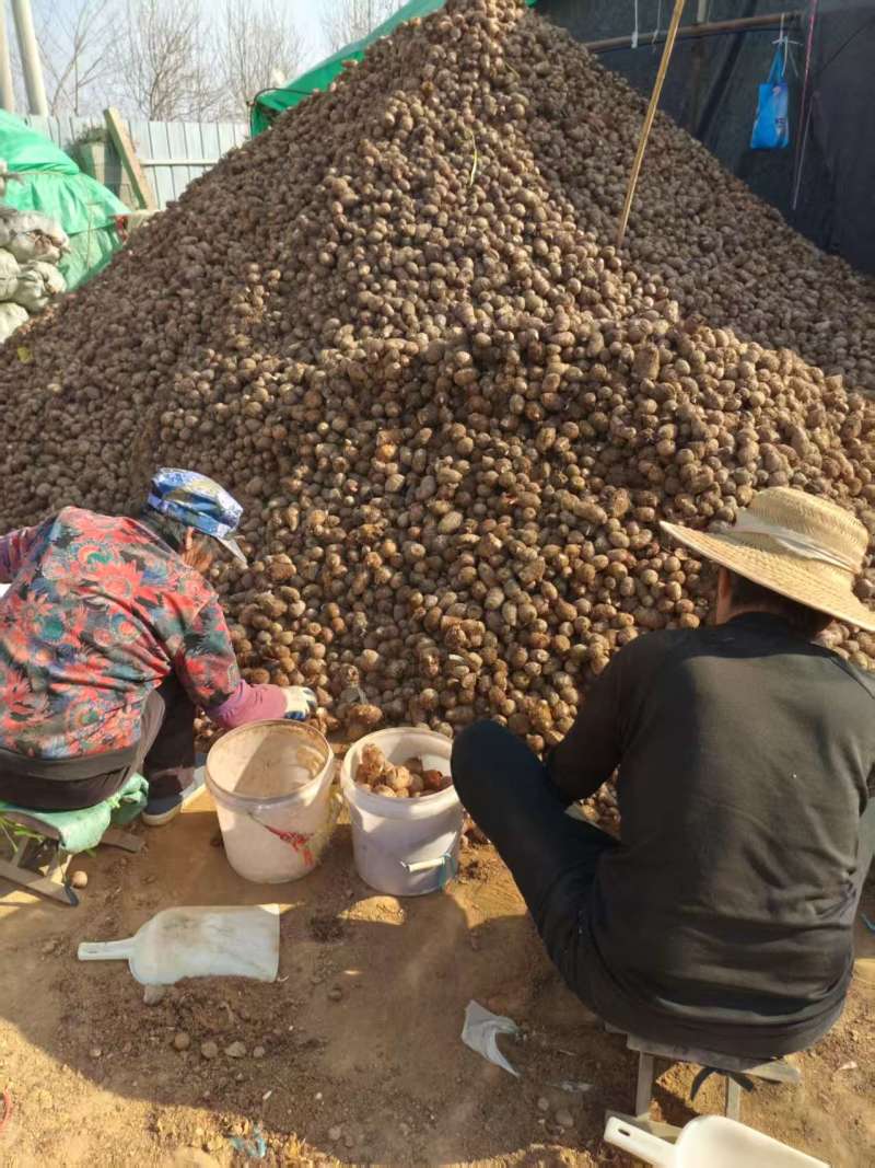山东优质毛芋头产地直发大量有货，一手货源全国发货