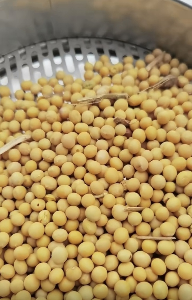 大豆，大量供货，市场加工厂，磨豆腐，打豆浆，全国发货