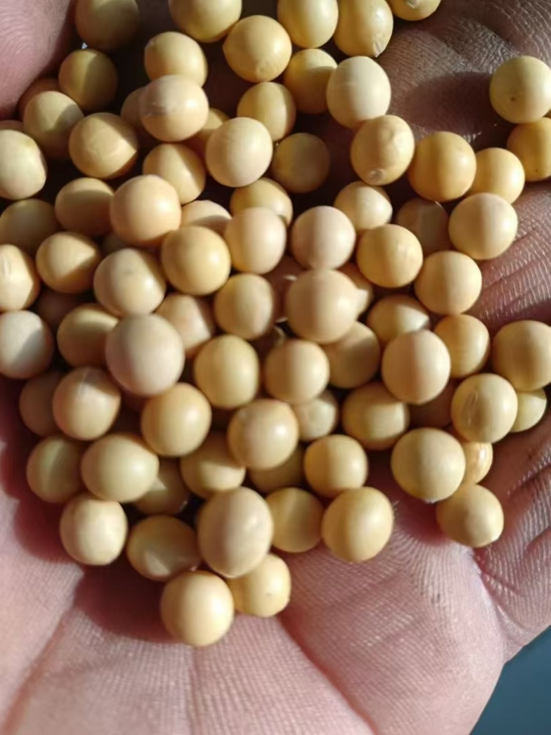 大豆，大量供货，市场加工厂，磨豆腐，打豆浆，全国发货