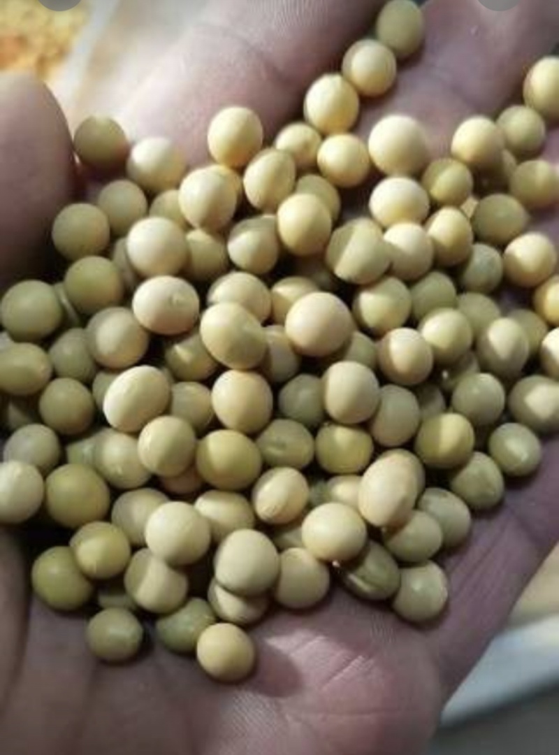 大豆，大量供货，市场加工厂，磨豆腐，打豆浆，全国发货