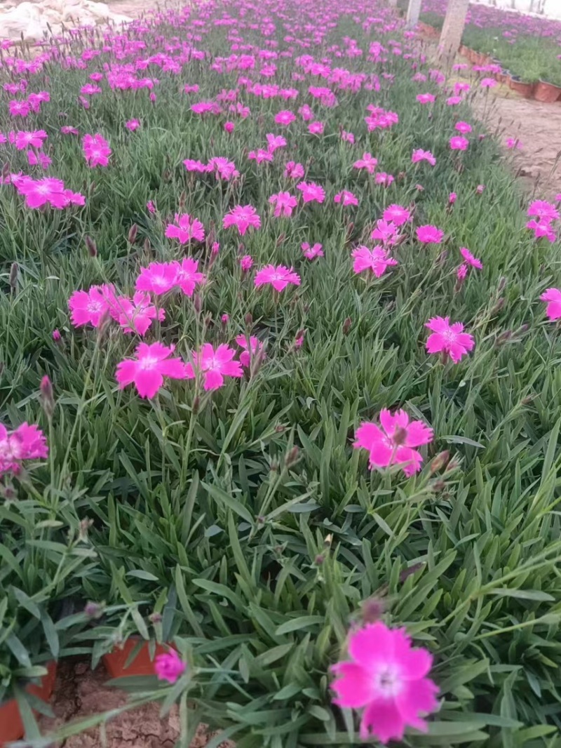 欧石竹