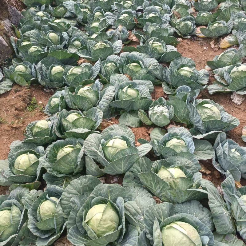 云南包白，（铁头白）