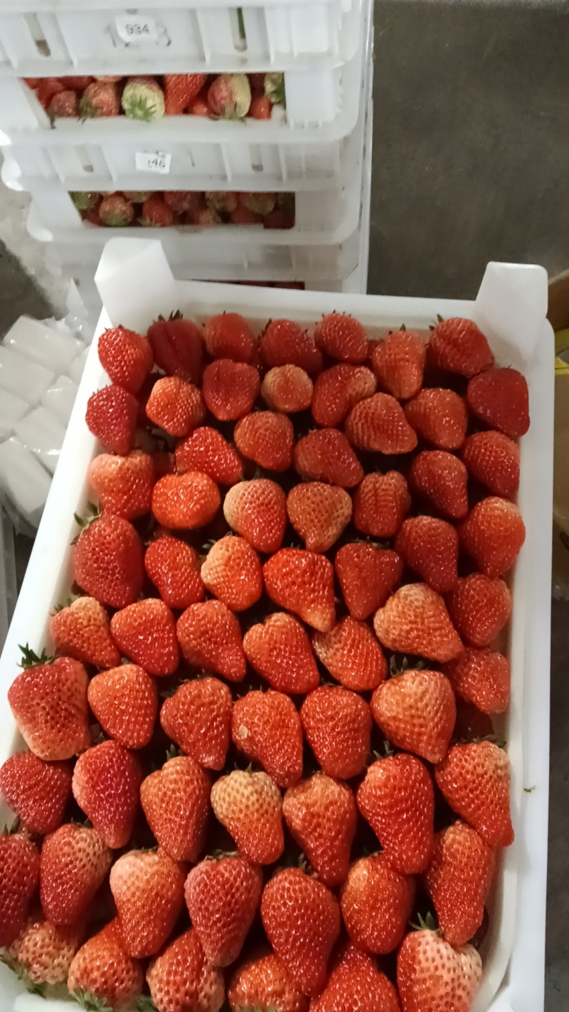 【代发】长丰红颜草莓新鲜上市承接电商一件代发欢迎洽谈