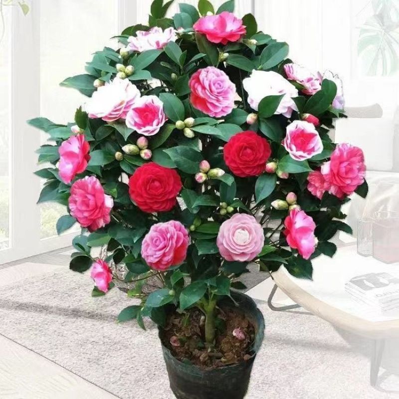 五色赤单茶花品种茶花耐寒各种规格齐全福建基地直销