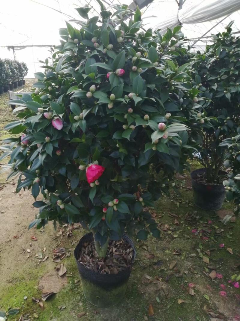 五色赤单茶花品种茶花耐寒各种规格齐全福建基地直销