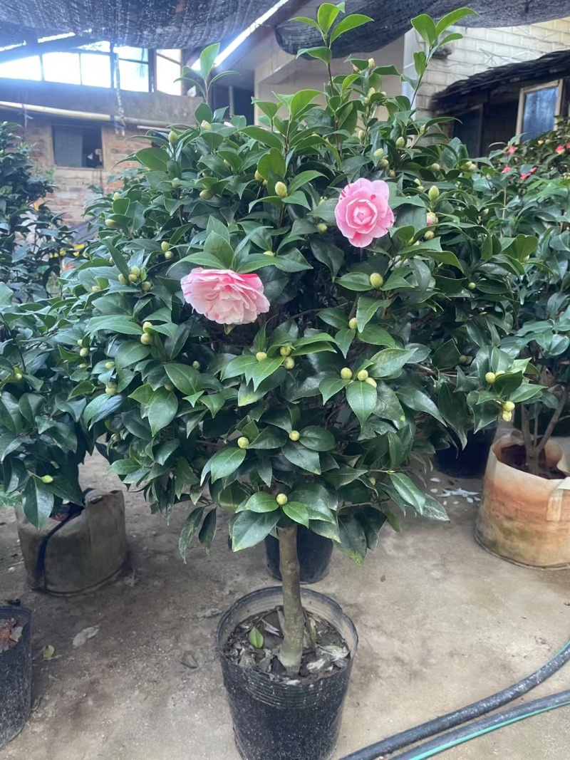 五色赤单茶花品种茶花耐寒各种规格齐全福建基地直销