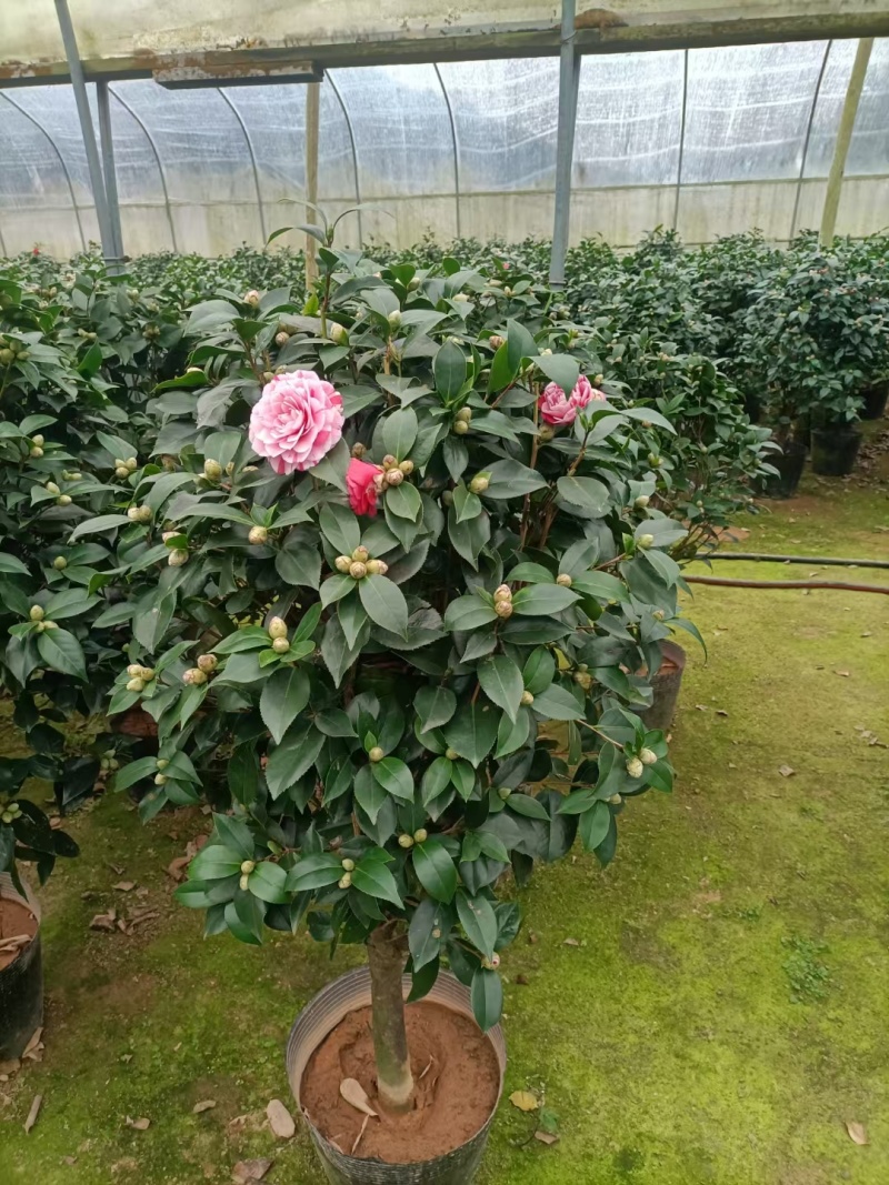 五色赤单茶花品种茶花耐寒各种规格齐全福建基地直销
