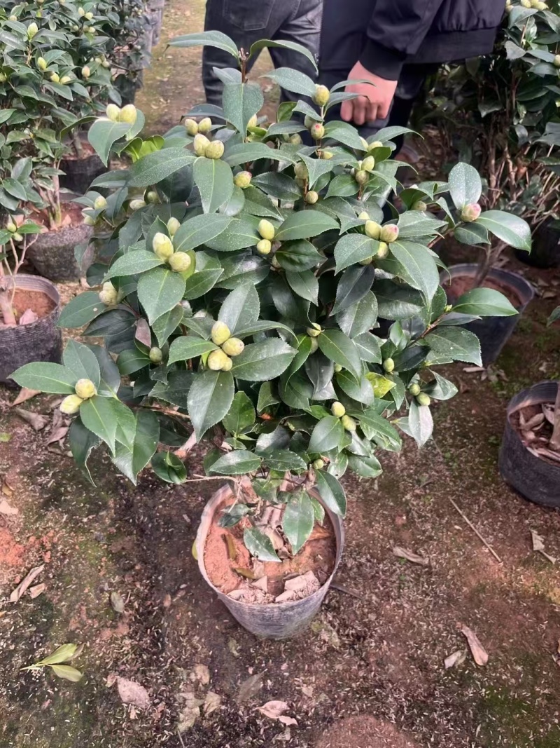 五色赤单茶花品种茶花耐寒各种规格齐全福建基地直销