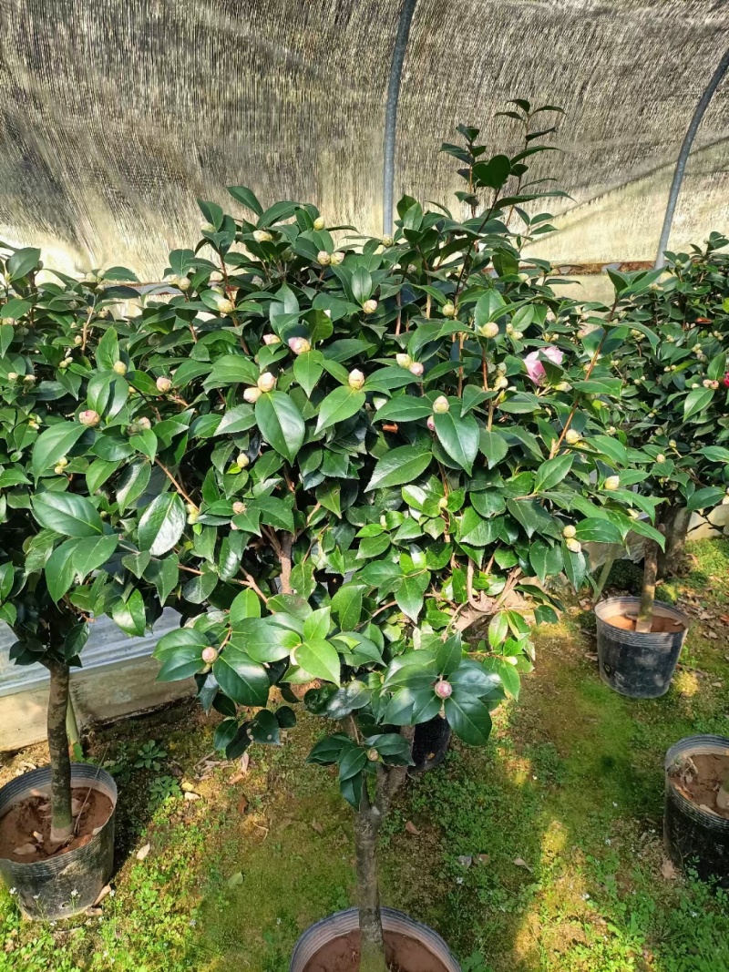 五色赤单茶花品种茶花耐寒各种规格齐全福建基地直销