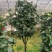 五色赤单茶花品种茶花耐寒各种规格齐全福建基地直销
