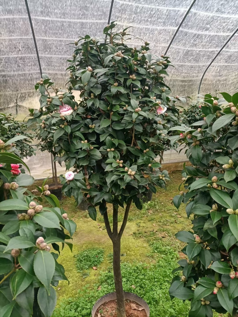 五色赤单茶花品种茶花耐寒各种规格齐全福建基地直销