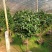 五色赤单茶花品种茶花耐寒各种规格齐全福建基地直销